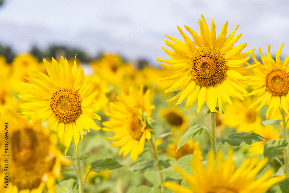 Obraz premium Beautiful blooming colourful sunflower field