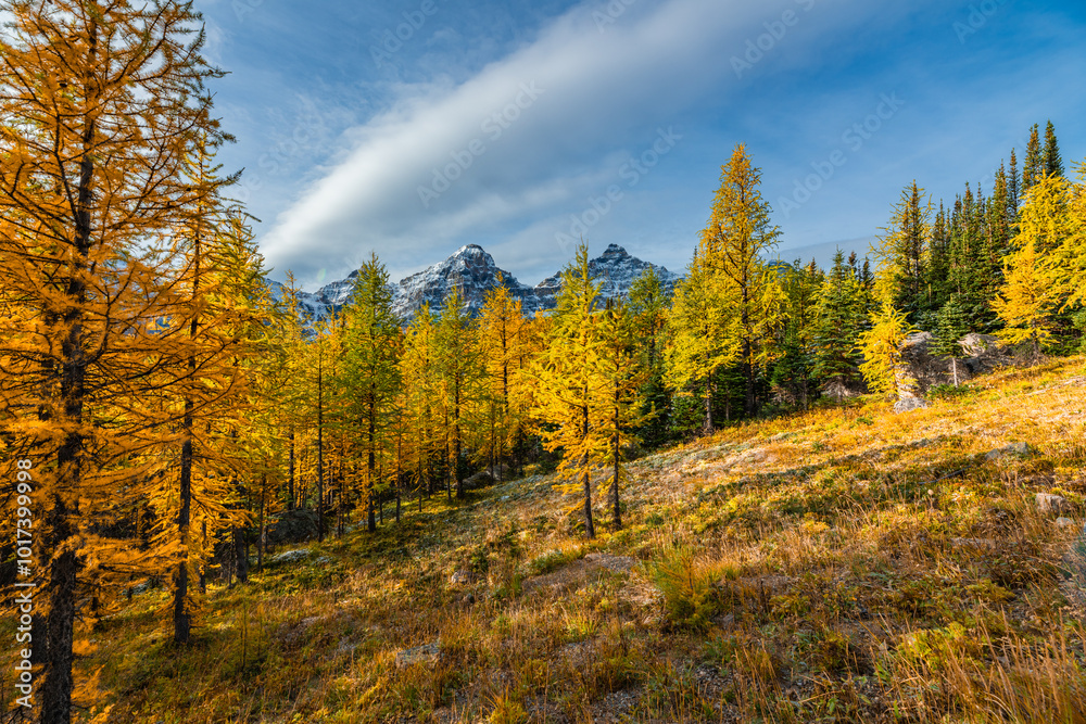 Beautiful fall time scenic views at Sentinal Pass, Larch Valley during September with light snow covering the incredible landscape in northern Canada, Banff National Park. Beautiful fall time scenic views at Sentinal Pass, Larch Valley during September with light snow covering the incredible landscape in northern Canada, Banff National Park.