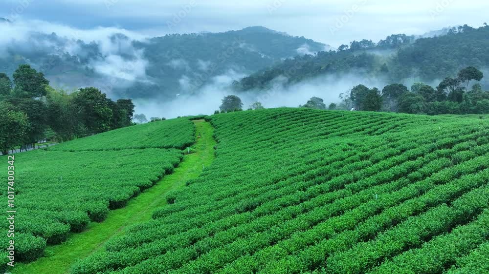 Green tea plantation at morning fog 4k video aerial view drone camera. Green tea plantation at morning fog 4k video aerial view drone camera.