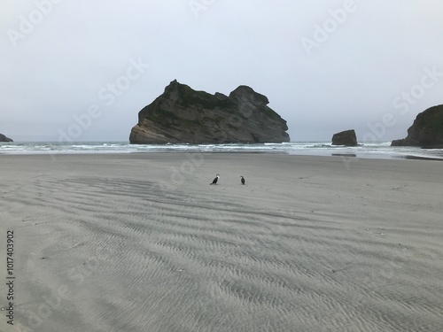 Shags at Wharariki Beach NZ