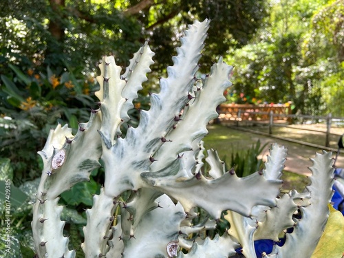 Euphorbia Lactea in the garden. photo