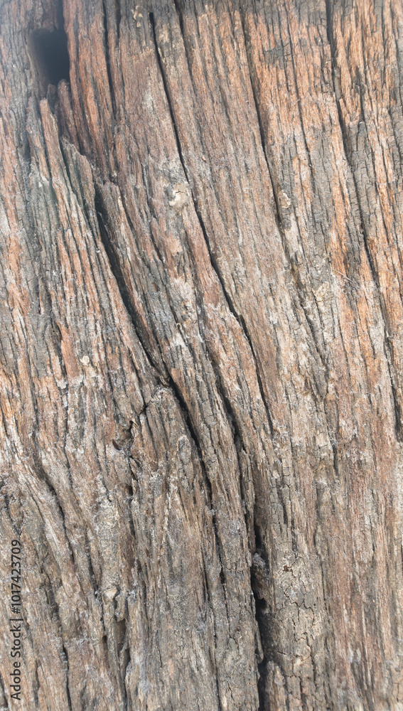Obraz premium close up of texture of a tree old wood background