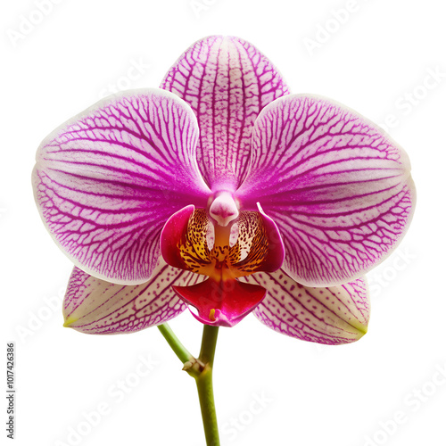 pink orchid, isolated on a transparent background photo