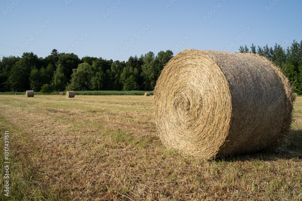 Country field with hay bales in summer Country field with hay bales in summer