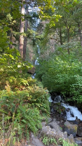 stream in the woods photo