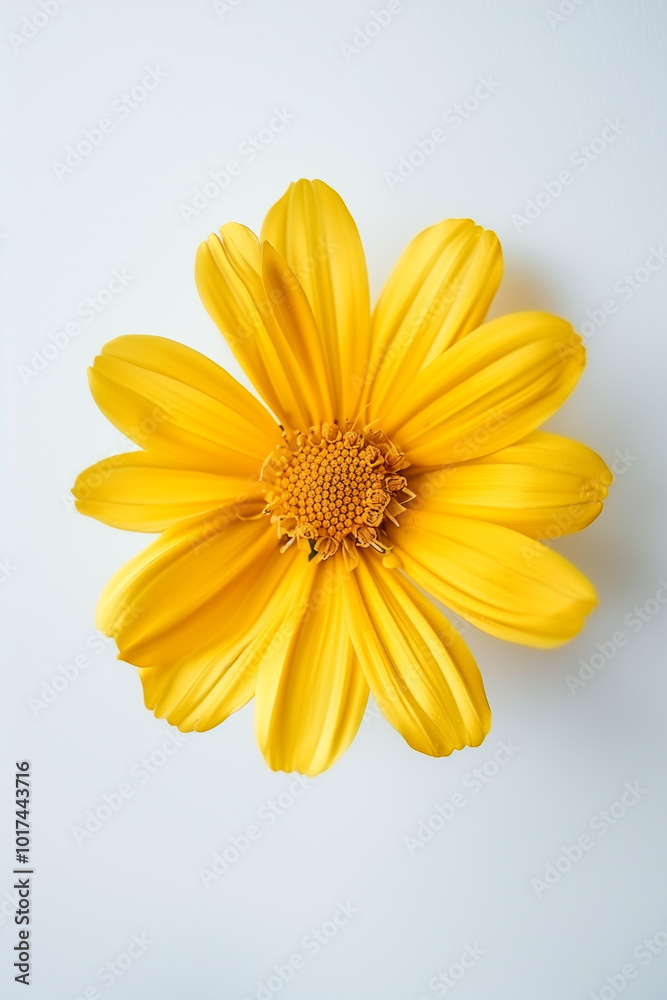 Obraz premium Minimalist yellow flower with layered petals on white background for text overlay