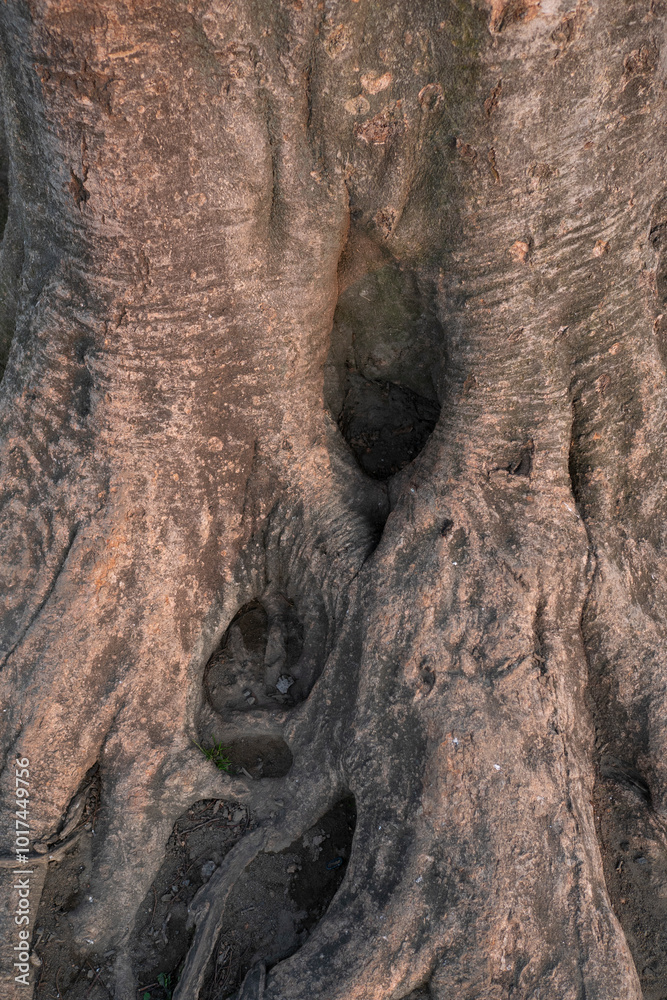 Obraz premium A detail of tree trunk