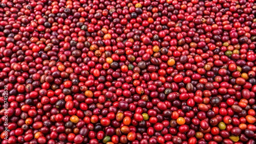 Obraz na płótnie Aerial view of red berries coffee bean drying process under sunlight w salonie
