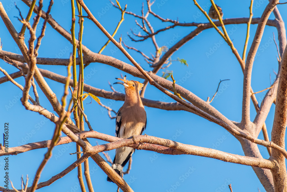Eurasian Hoopoe, Upupa epops, on a dry tree branch. Eurasian Hoopoe, Upupa epops, on a dry tree branch.