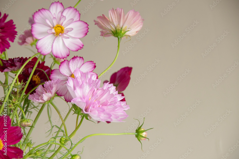 花器に生けられたカラフルなコスモスの花 花器に生けられたカラフルなコスモスの花