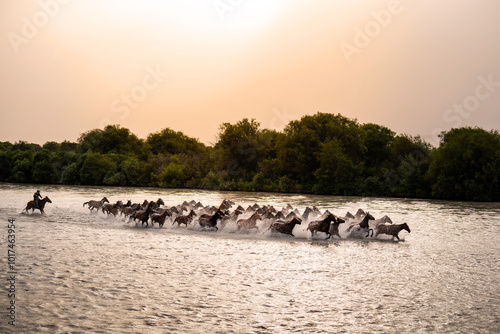 Herds of horses galloping across the river show at Zhaosu Wetland Park in Xinjiang, China photo