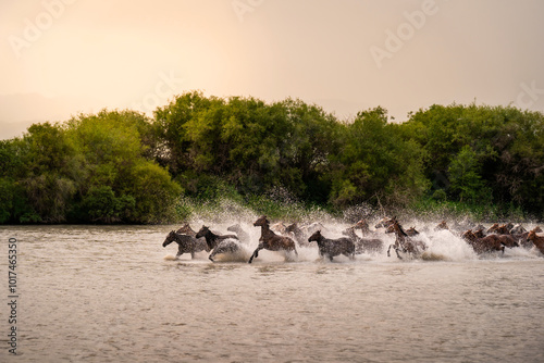 Herds of horses galloping across the river show at Zhaosu Wetland Park in Xinjiang, China photo