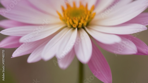 closeup of a pink flower