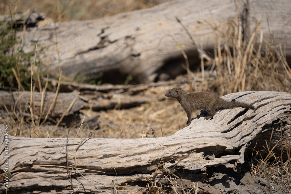Group of Banded Mongoose (Mungos mungo) approaching a waterhole in Etosha National Park, Namibia Group of Banded Mongoose (Mungos mungo) approaching a waterhole in Etosha National Park, Namibia