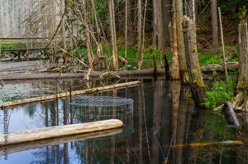 Beaver deceiver device helps to maintain water flows and reduce disruption by beavers photo