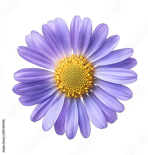 flower isolated on white