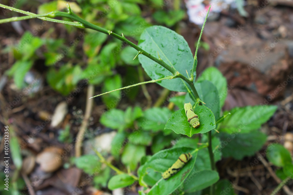 Fototapeta premium citrus leaf caterpillar on leaf