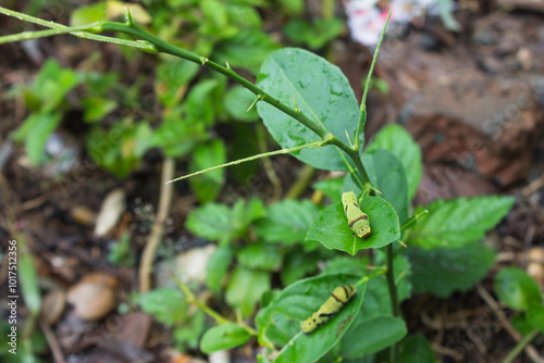 citrus leaf caterpillar on leaf