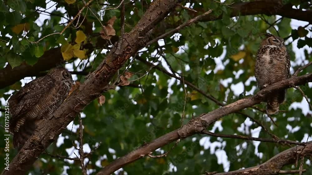 A pair of great-horned owls hooting and stretching A pair of great-horned owls hooting and stretching