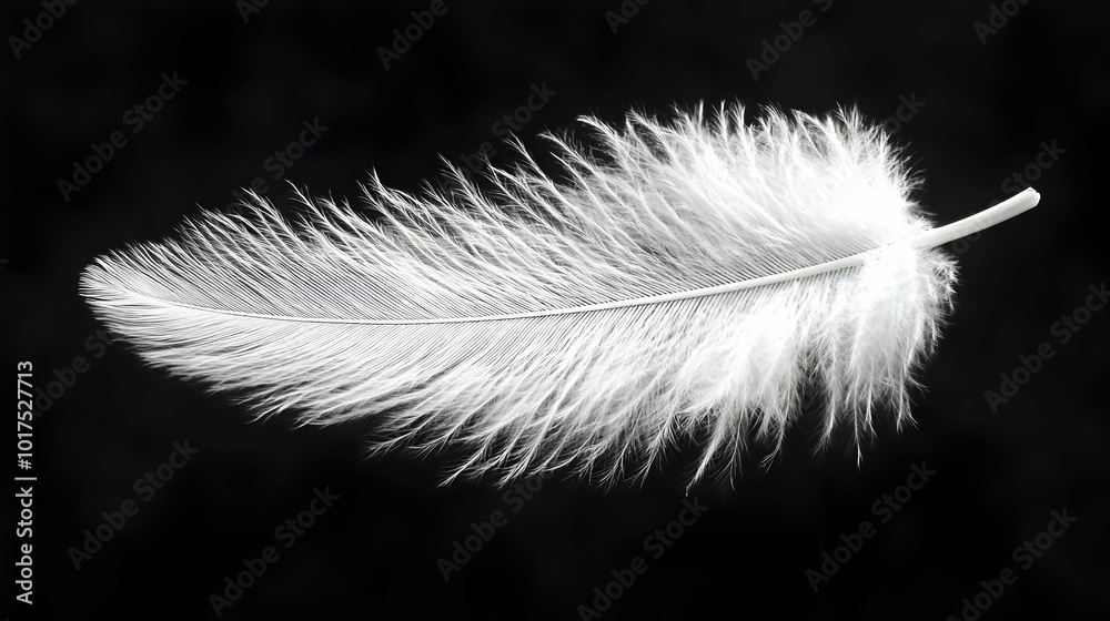 Obraz premium Single White Feather on Black Background.