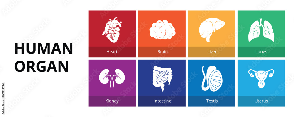 Fototapeta premium Human Organ Glyph Solid Banner Web Icon Set Vector Illustration, Heart Brain Liver Lungs Kidney Intestine Testis Uterus 