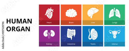 Human Organ Glyph Solid Banner Web Icon Set Vector Illustration, Heart Brain Liver Lungs Kidney Intestine Testis Uterus 