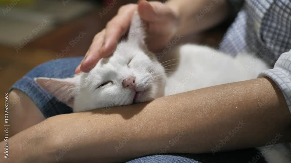 hand petting a cat picked up on the street hand petting a cat picked up on the street