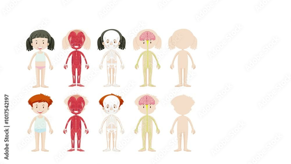Human Skeletal and Organ Systems Human Skeletal and Organ Systems
