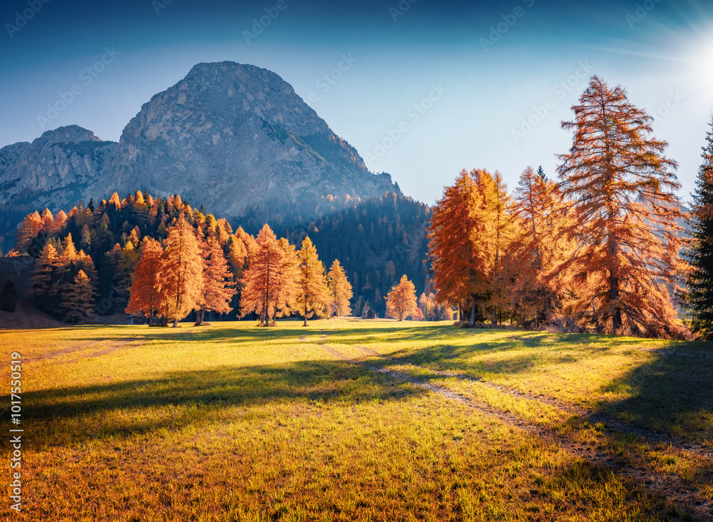 Breathtaking autumn view of Vallone valley with Durrenstein peak on background. Red larch trees in Dolomite Alps. Spectacular autumn scene in Italian countryside. Beauty of nature concept background.