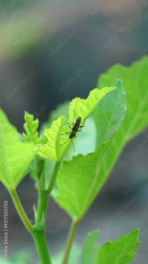 A gray beetle crawls on a plant leaf A gray beetle crawls on a plant leaf