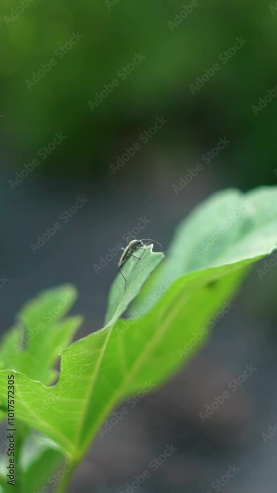A gray beetle crawls on a plant leaf A gray beetle crawls on a plant leaf