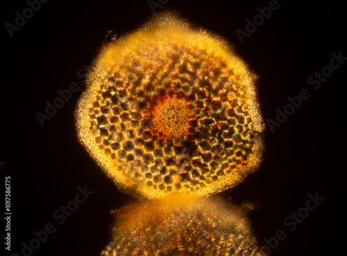 Abstract micrograph of a stem cross section from a moss.