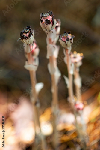 Ghost plant with pink fruits in Sunapee, New Hampshire.