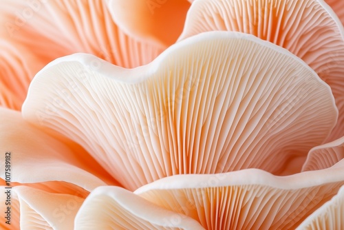 Background with a plate mushroom and copy space. A set of mushrooms. A natural abstract backdrop. Oyster mushrooms photo