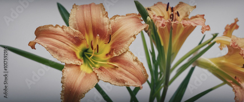 Close-up of Peach Lily Flower photo