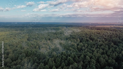 Aerial view of fog rolling over vast forest