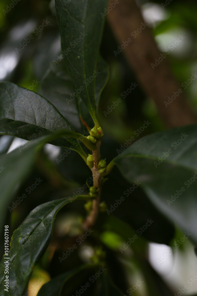 close up botanical background of sweet osmanthus buds