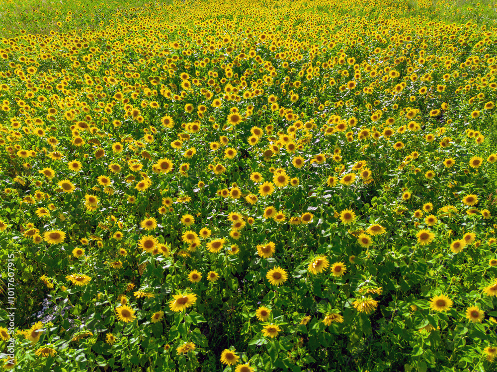 Obraz premium Bright sunflower close-up with bees collecting pollen in a large field