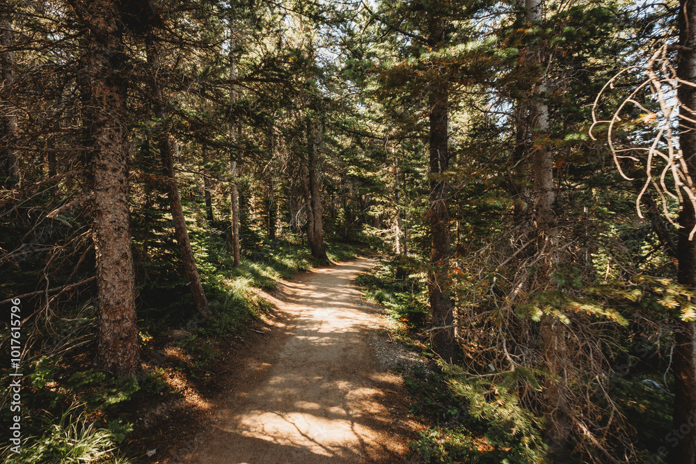Fototapeta premium a path covered in pine trees in the moutaints