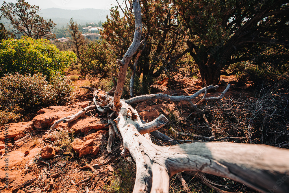 A fallen tree with twisted branches lying on red desert rocks su A fallen tree with twisted branches lying on red desert rocks su