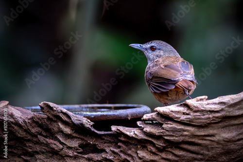 Portrait of Horsfield's Babbler (Malacocincla sepiaria) photo