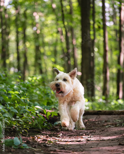 Cute fluffy wheaten terrier dog running on a trail through the forest. photo