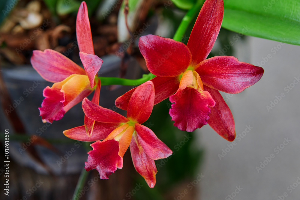 Close-up of red Cattleya orchid blooming in the garden Close-up of red Cattleya orchid blooming in the garden