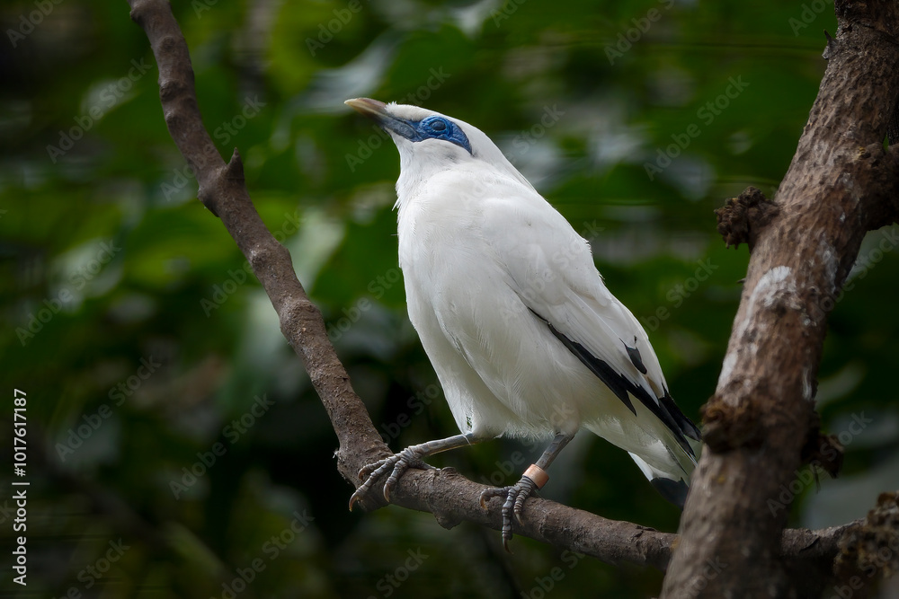 Bali myna, also known as Rothschild's mynah Bali myna, also known as Rothschild's mynah
