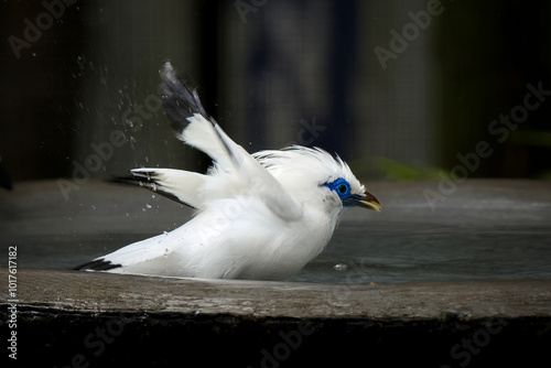 Bali myna, also known as Rothschild's mynah photo