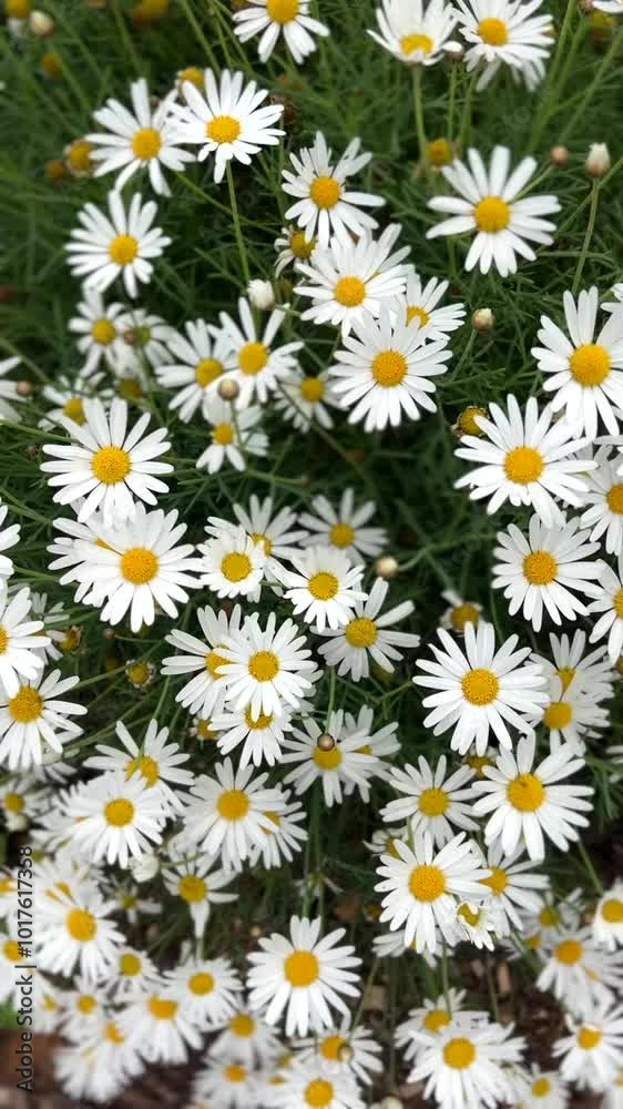 White chamomile flowers blowing in the wind in Carmel California White chamomile flowers blowing in the wind in Carmel California