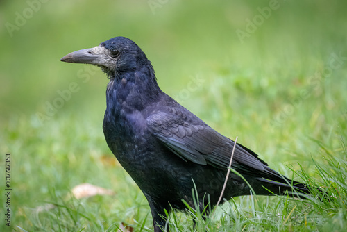 Foto A rook stands on the green grass toward the camera lens