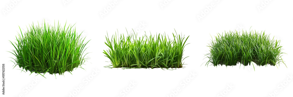 Green grass patch isolated on transparent background graphic PNG for nature designs or landscape illustrations Green grass patch isolated on transparent background graphic PNG for nature designs or landscape illustrations
