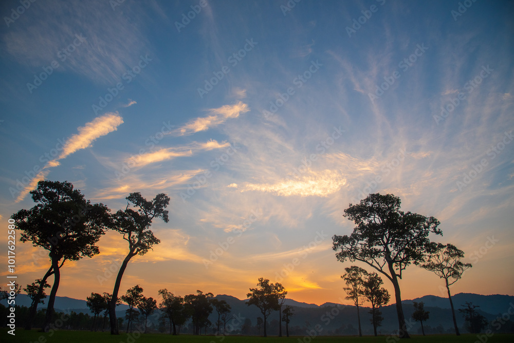 Sunbeam shining through tree sunny ray lens flare beautiful sunlight amazing landscape beauty in nature morning tranquility. Illuminated light beam pine tree woodland sunrise natural phenomenon