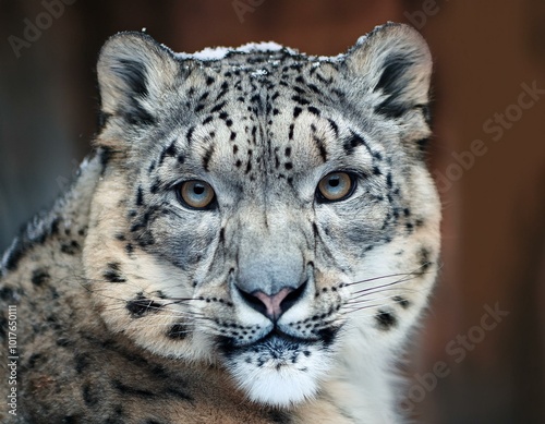 Jolie tête d'une panthère des neiges 